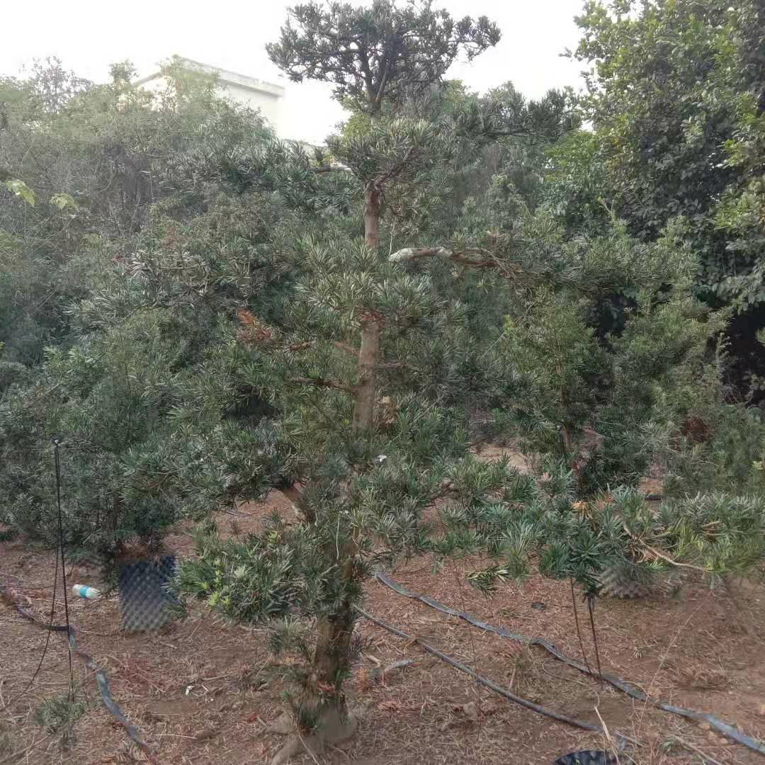狭叶罗汉松 造型罗汉松，如有满意请详谈价格