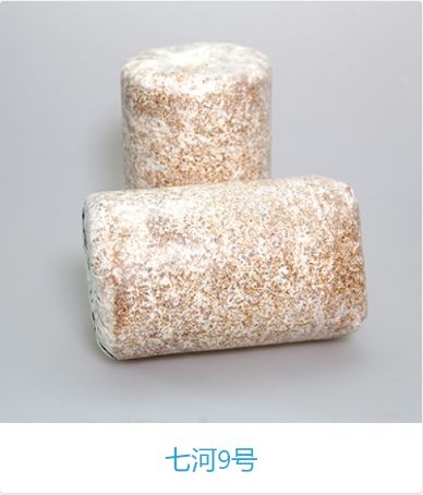 淄博香菇菌种  七河菌种（长短菌龄）七河二号，七河808，七河九号