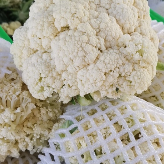博罗县白花菜花  大量有机花上市