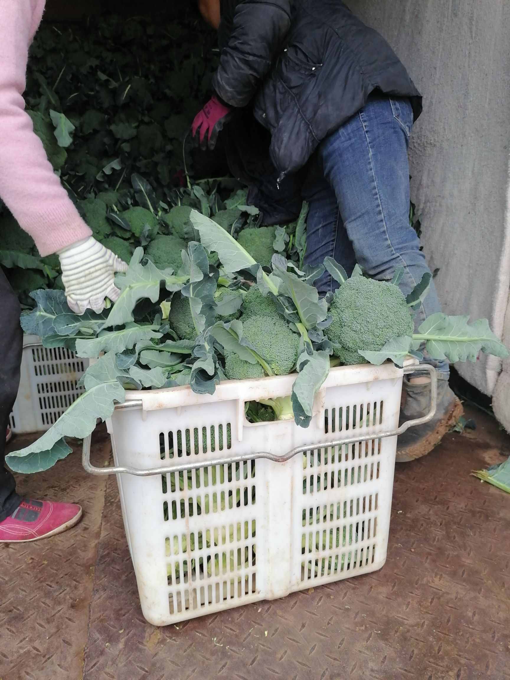 优秀西兰花 品质保证质量供货
