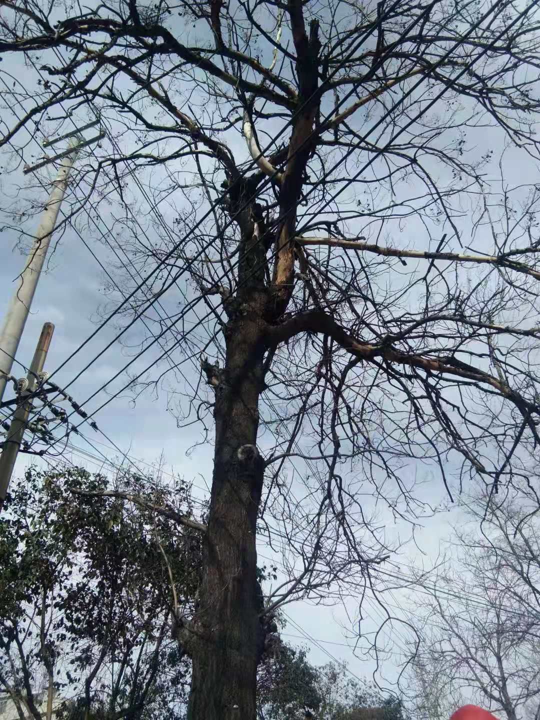 青桐 桐树