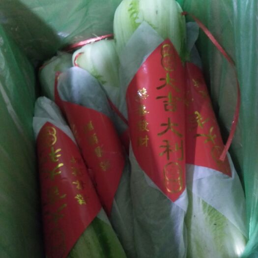 霸州市黄心大白菜 霸州绍菜