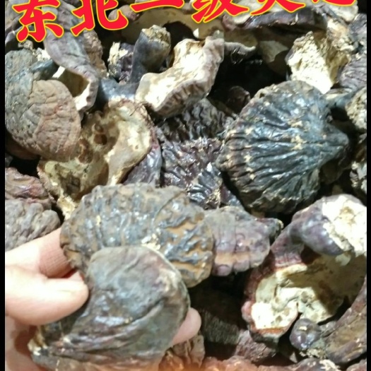 抚松县赤灵芝  东北一级灵芝粉 产地批发 一手货源