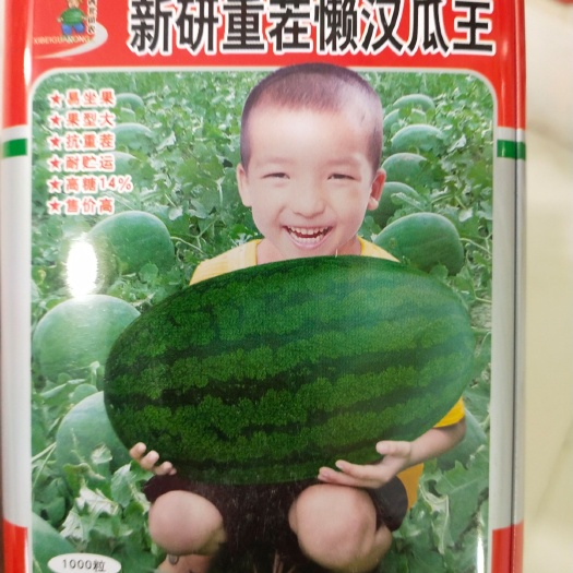 懒汉西瓜种子 ，京欣,抗病能力强。瓜椭圆形，极易座瓜，