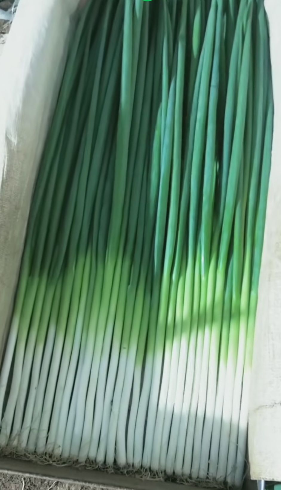 铁杆大葱苗 葱白结实，颜色黑绿，直立性好，耐热耐寒耐涝