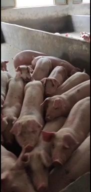 三元猪  大量外三现货，质量保证