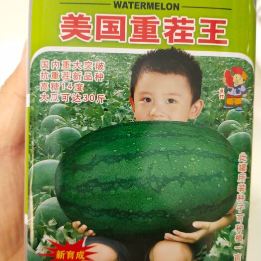 扶沟县西瓜种子 ，糖度13.5度，抗病强，瓜椭圆形，大红瓤极易座瓜