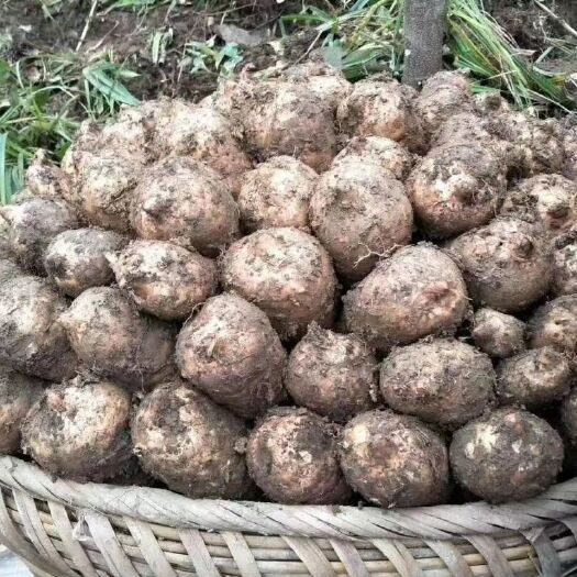 彝良县乌天麻 小草坝天麻收成时间