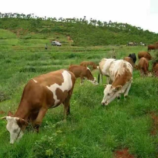 库伦旗 肉牛基地现售大小肉牛好品种好饲养