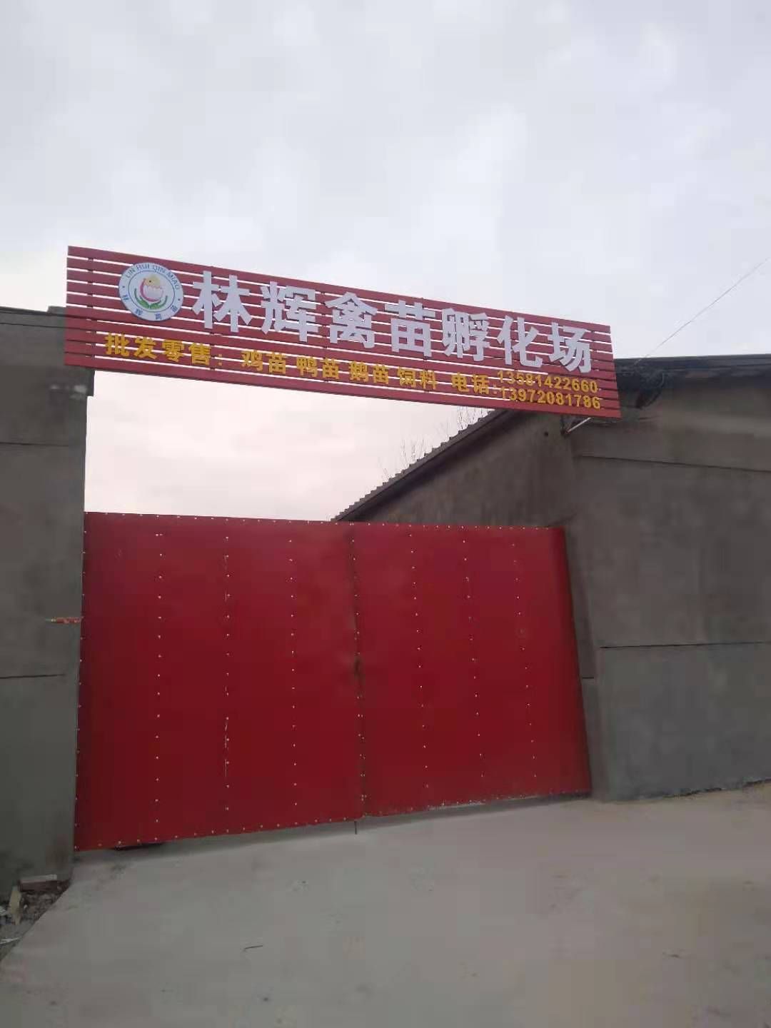 土鸡苗  〖10000送100〗优质淮南王母鸡苗