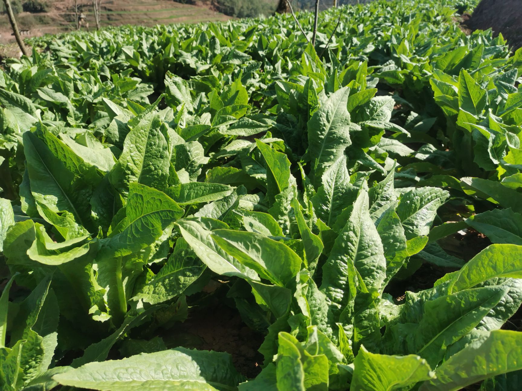 青叶莴笋 高原绿色蔬菜，生态自然，清脆爽口。