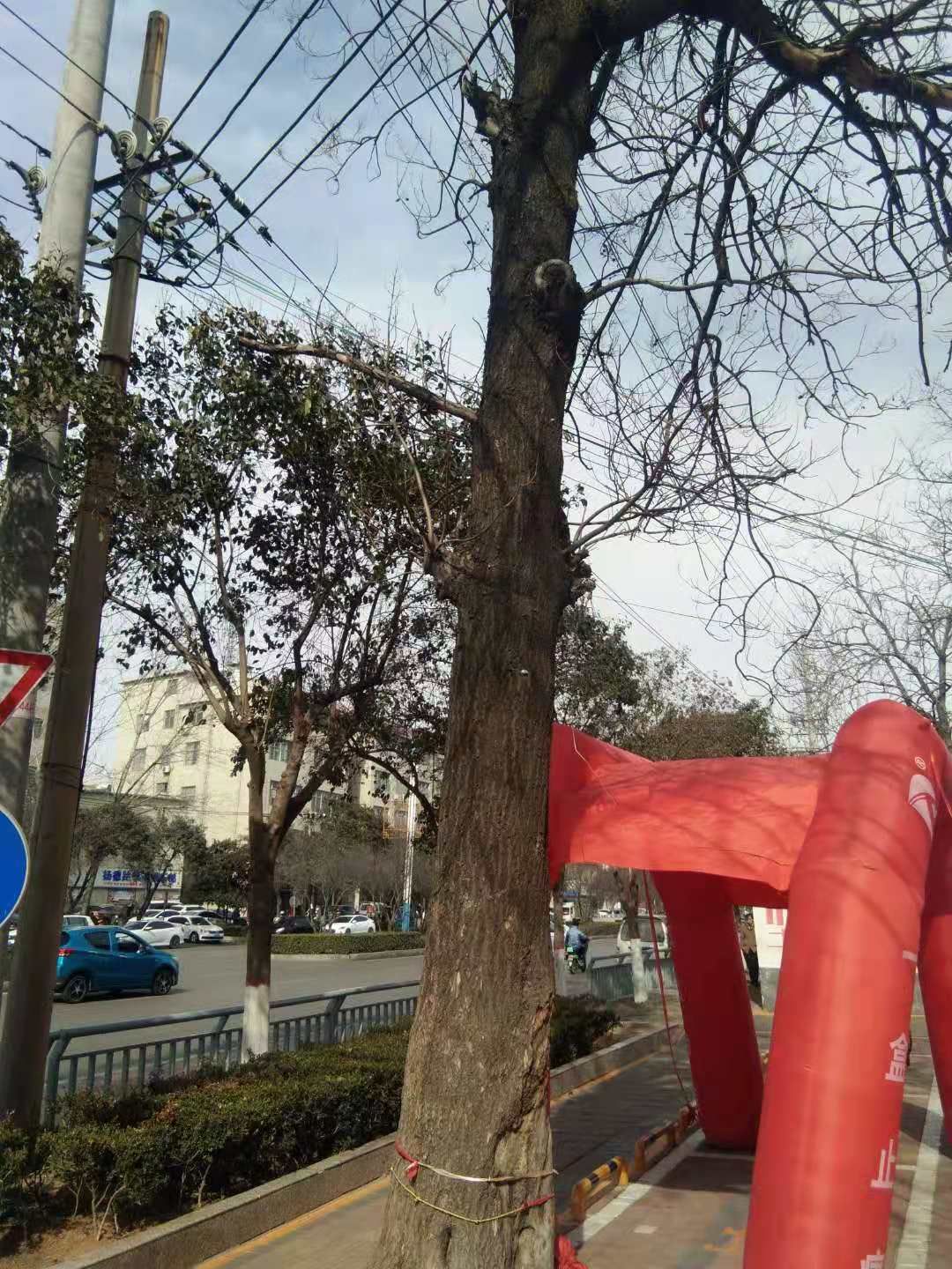 青桐 桐树