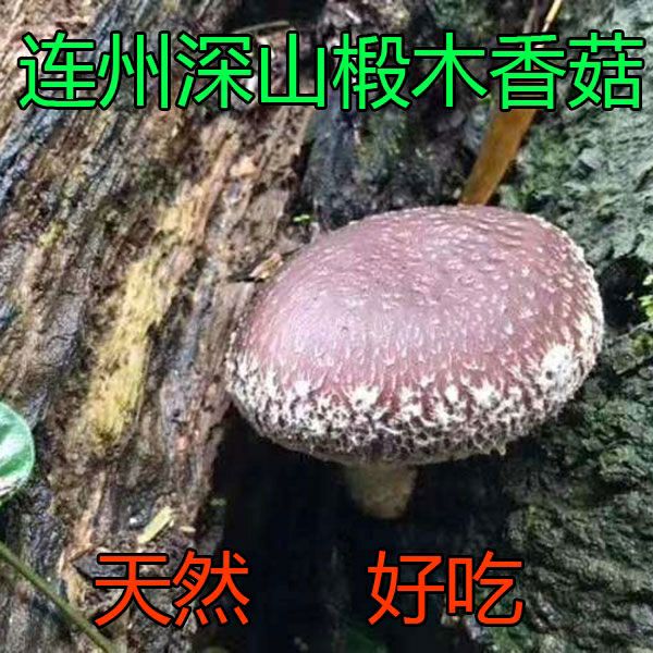 椴木菇 连州深山椴木香菇（粤北山区，干品）