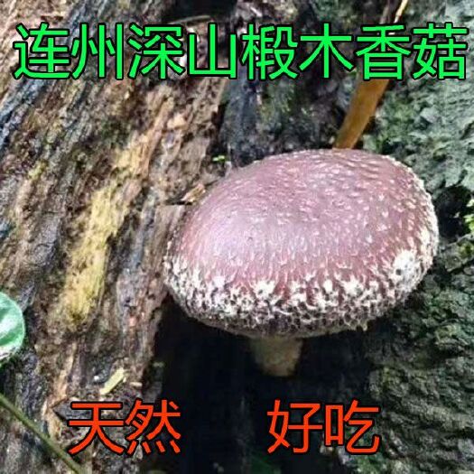 连州市椴木菇 连州深山椴木香菇（粤北山区，干品）