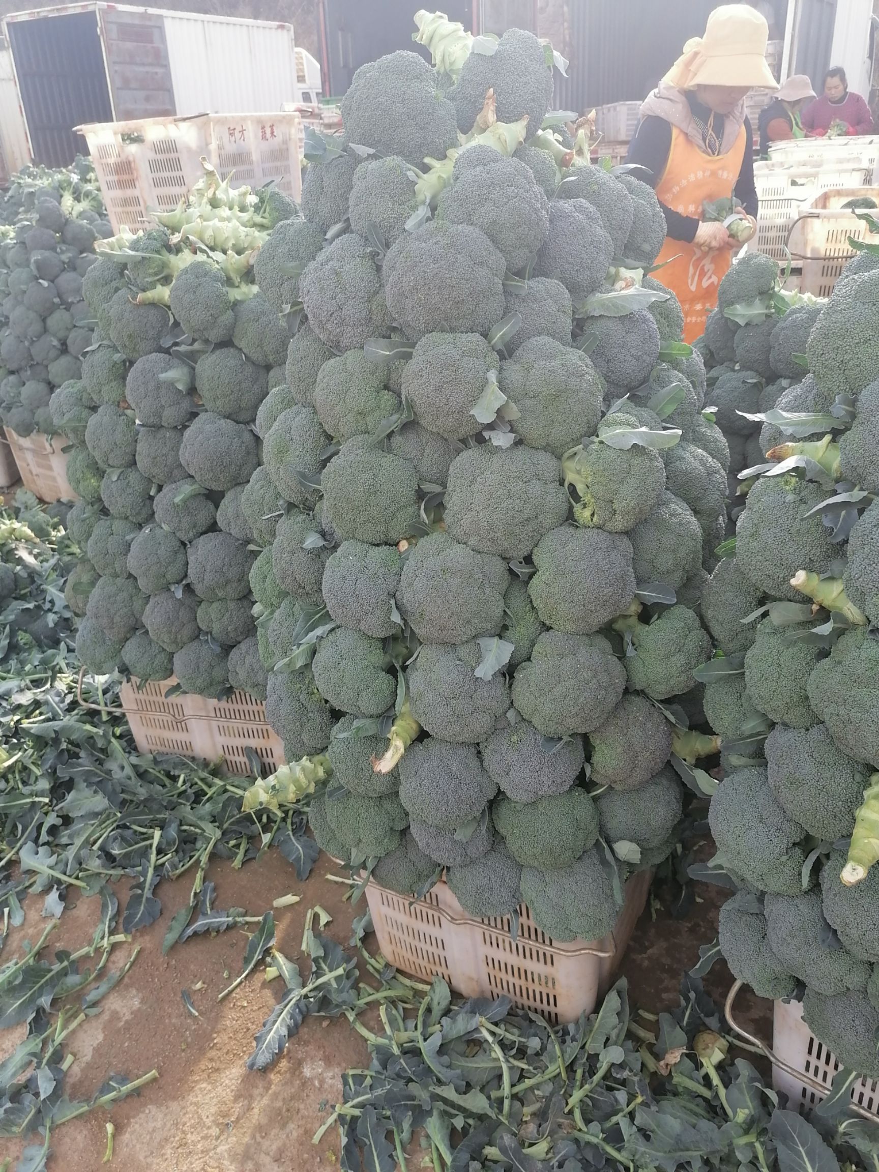 优秀西兰花 品质保证质量供货