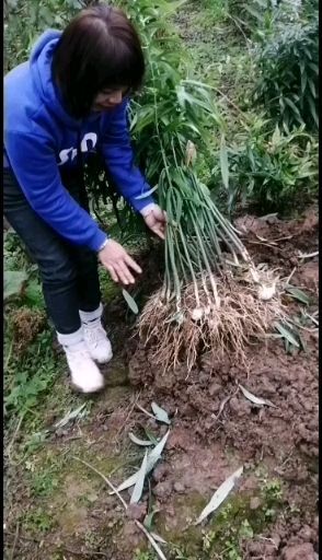 营山县黄精种苗  姜形多花甜黄精，黄精基地，产地直销，批发零售
