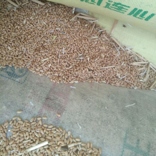 扶沟县大麦  自己家种的小麦六万斤