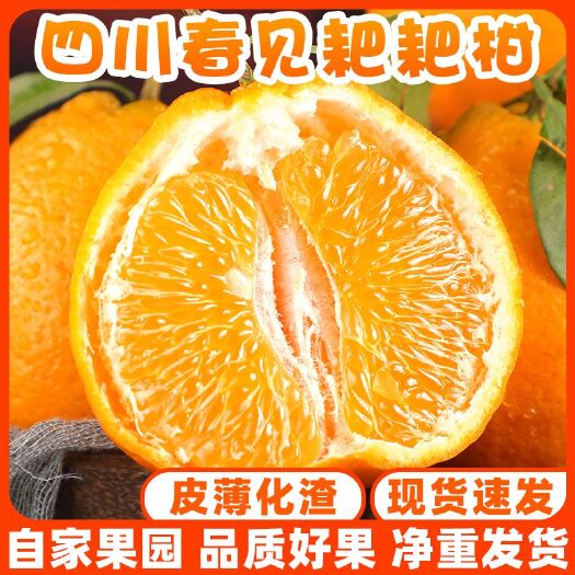 仁寿县四川仁寿基地直供耙耙柑大量有货渠道商面谈