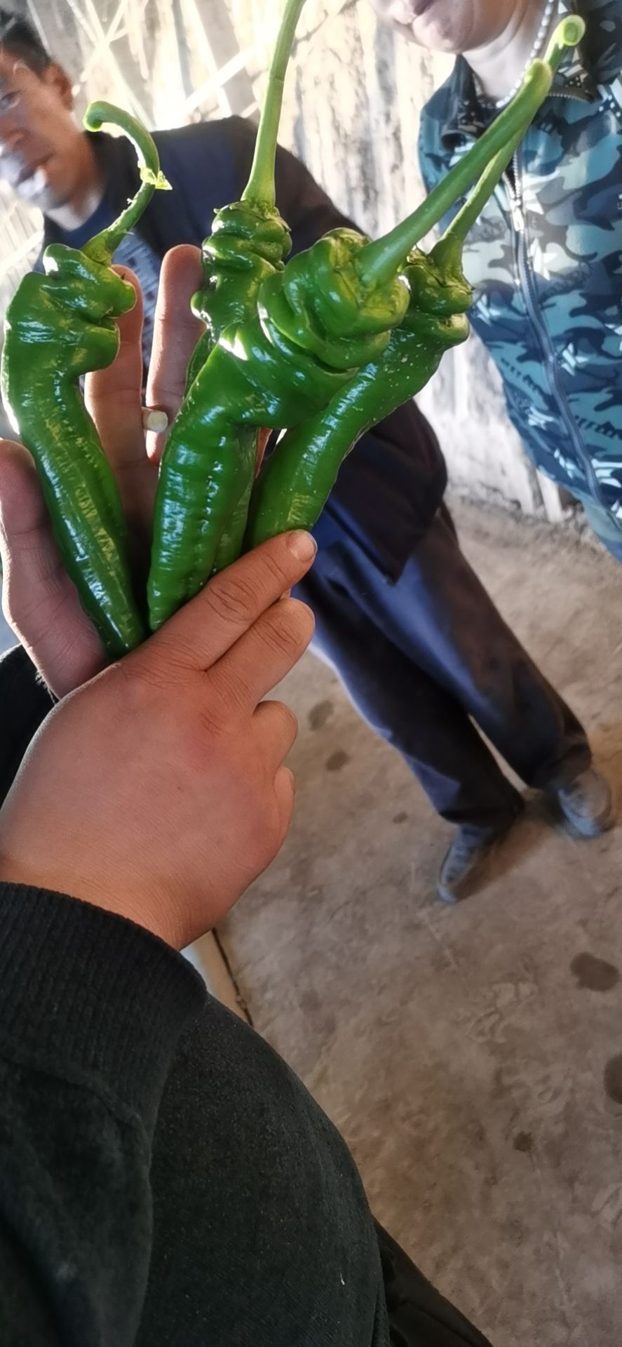 螺丝椒  精品龙椒    大量上市    基地直供   全国发货