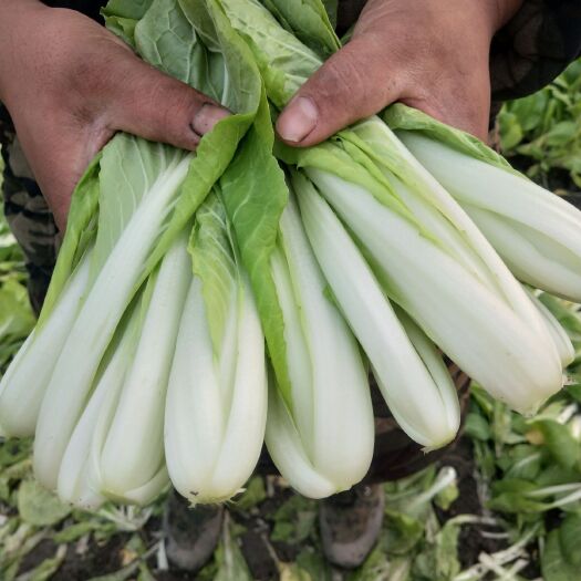 成都快白菜 长年基地种植各种叶菜