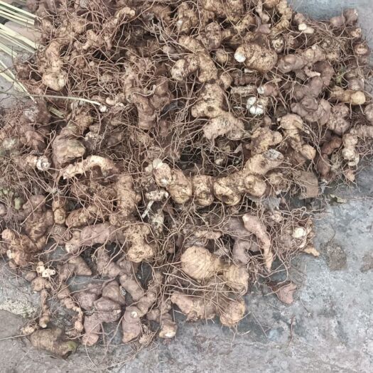 巫山滇黄精 块 