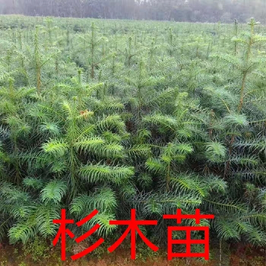含山县杉木树苗 大量出售杉木苗，质量优质