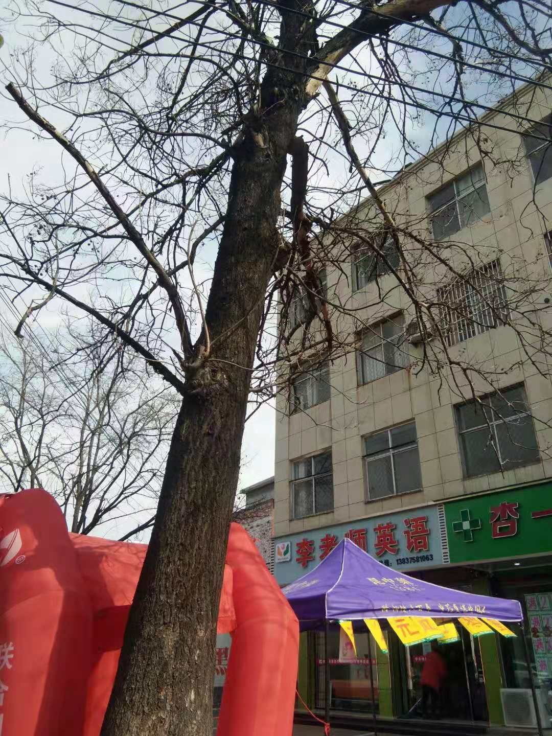 青桐 桐树