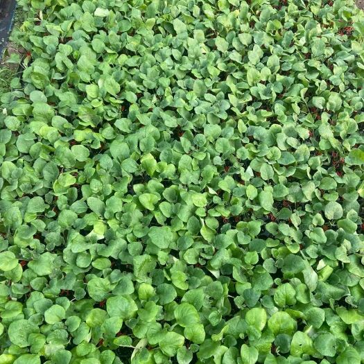 莘县茄子苗 嫁接茄苗  二十万现货 需要的赶紧来
