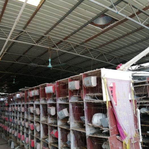 高州市肉兔  大量供应老兔，中兔，兔公，兔仔