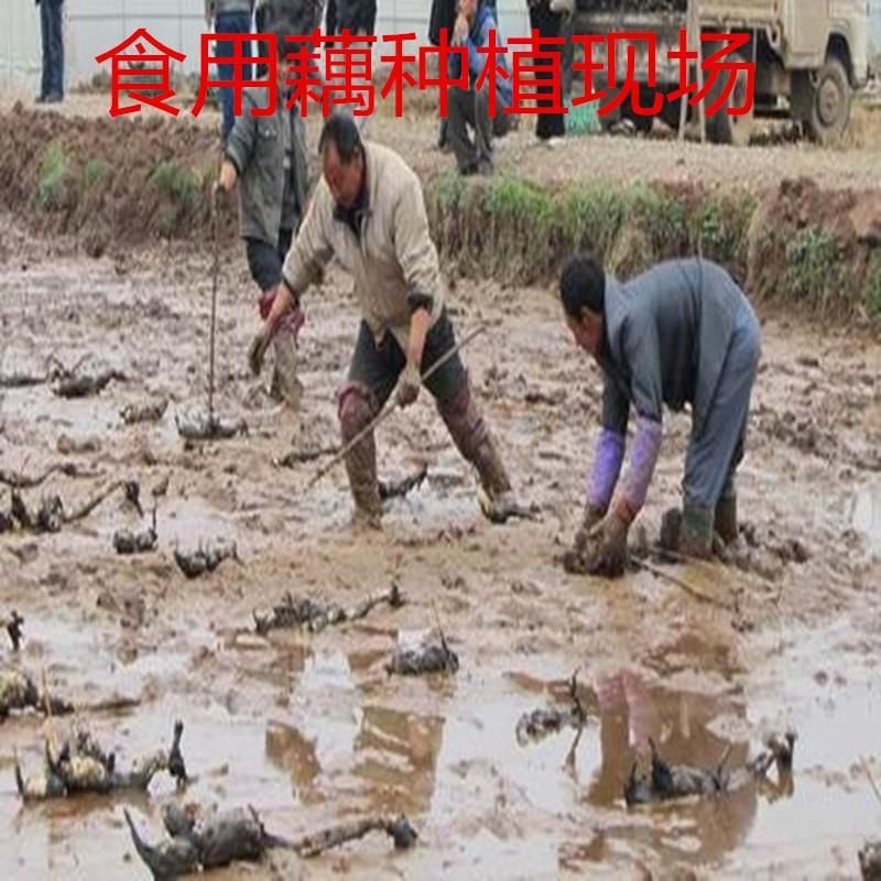 南斯拉夫雪莲藕种  巨无霸9号 水田池塘高产莲藕种苗深浅水粉脆莲藕苗