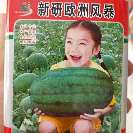 西瓜种子，新研欧州风暴 瓜个大，谢谢
