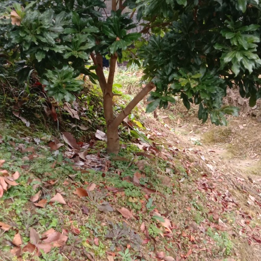 靖州县东魁杨梅树苗 三五公分杨梅树苗