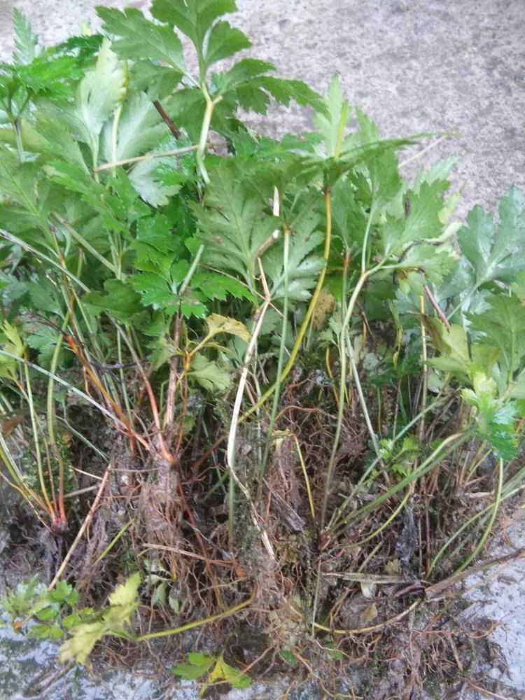 供应鸡爪连黄连种苗川连苗黄连苗子两年苗龄