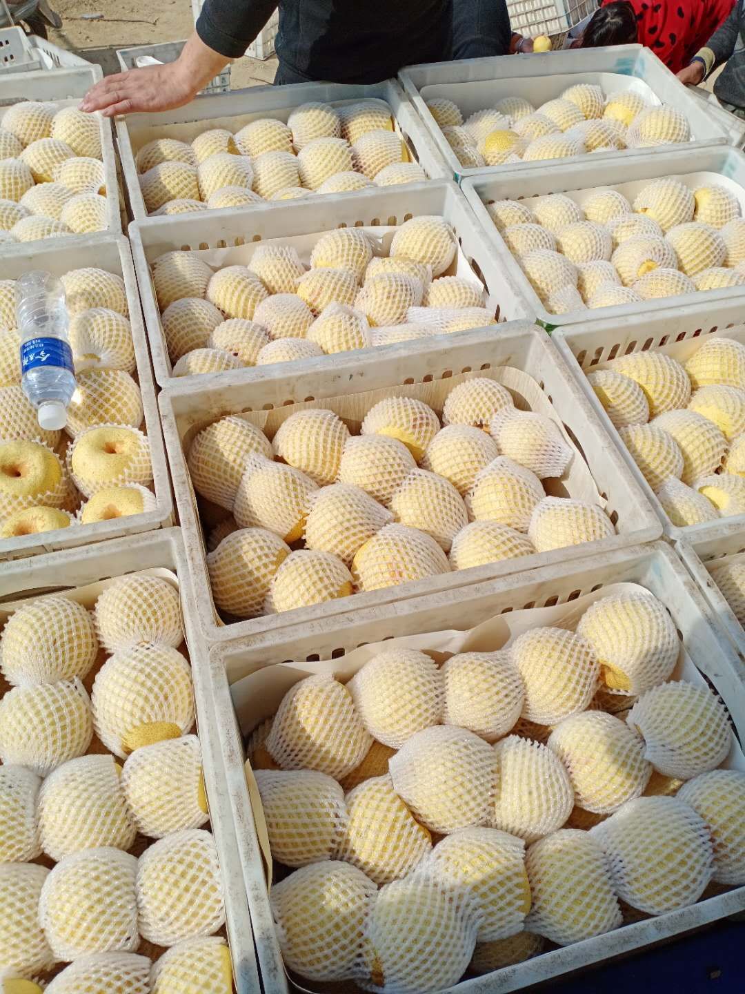 酥梨  老白姓生态园种植基地，一手货源，，品质好，价格低。