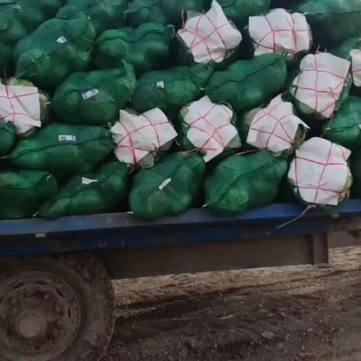 东台市平包菜 精品包菜 甘蓝 基地直供 整车供应