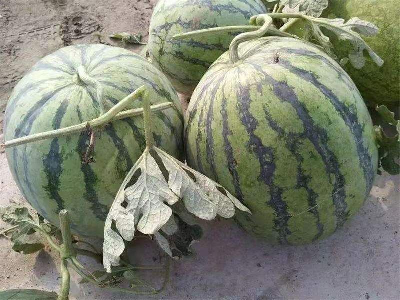 懒汉西瓜种子 ，京欣,抗病能力强。瓜椭圆形，极易座瓜，