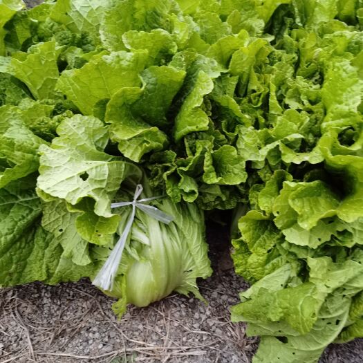 兴义市小白菜 贵州特色上好青菜