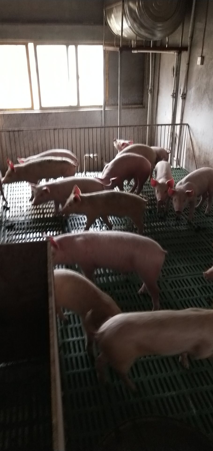 三元仔猪  新品外三仔猪，疫苗齐全