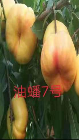 黄金油蟠桃苗 1公分以上