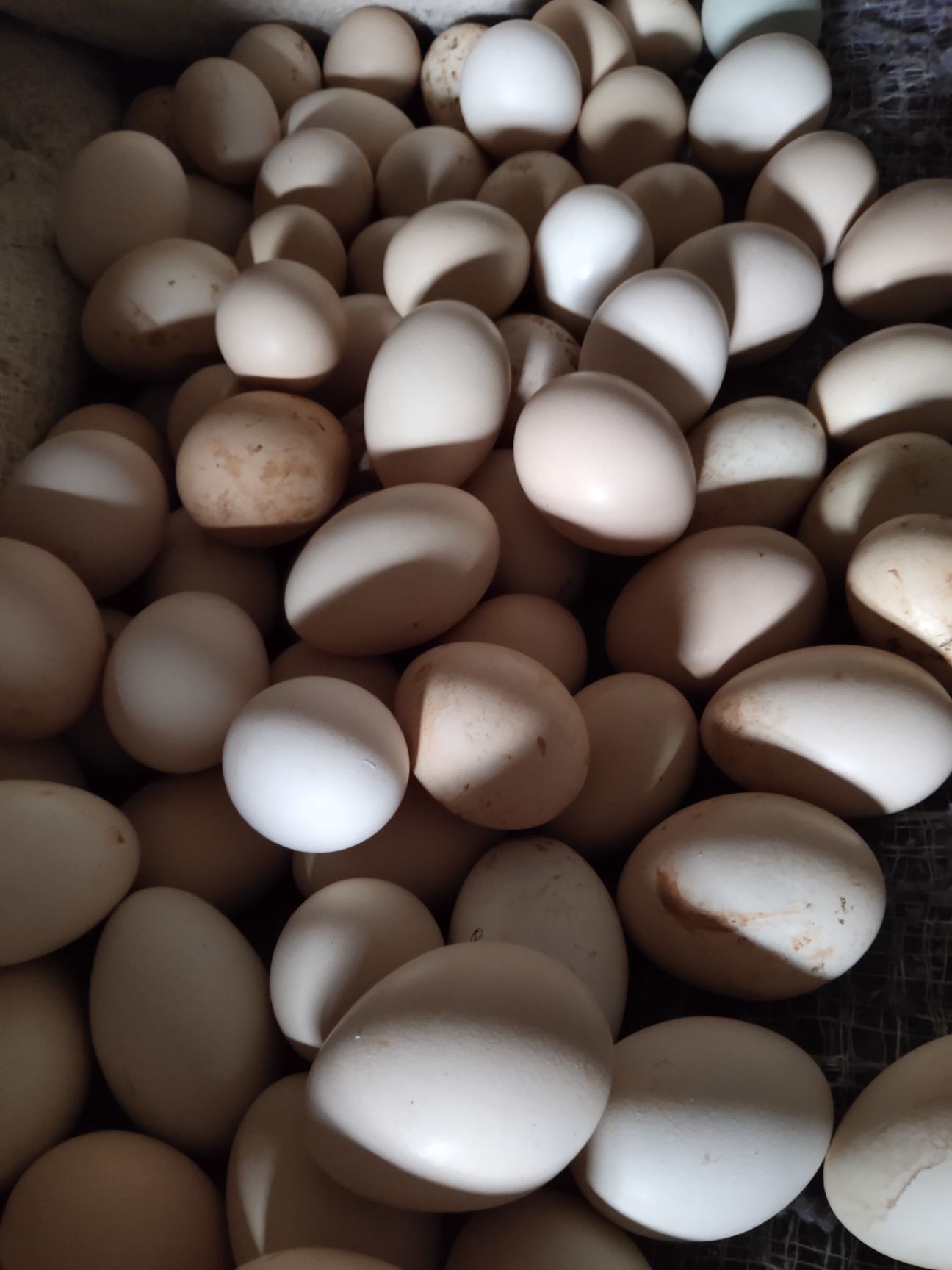 会理市白壳蛋  凉山土大鸡蛋，可孵化，可食用