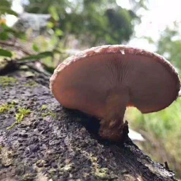 椴木菇 连州深山椴木香菇（粤北山区，干品）