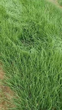 红皮二红半高庄洋葱苗