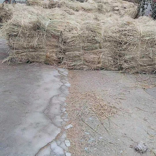 建湖县 酒厂专用稻草