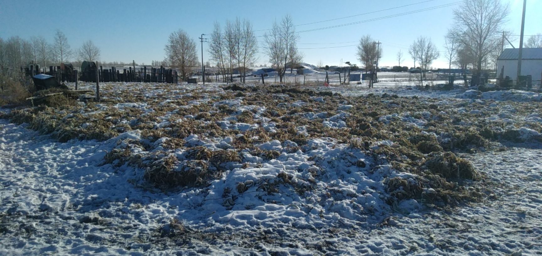 鸡腿大葱 四五万斤左右