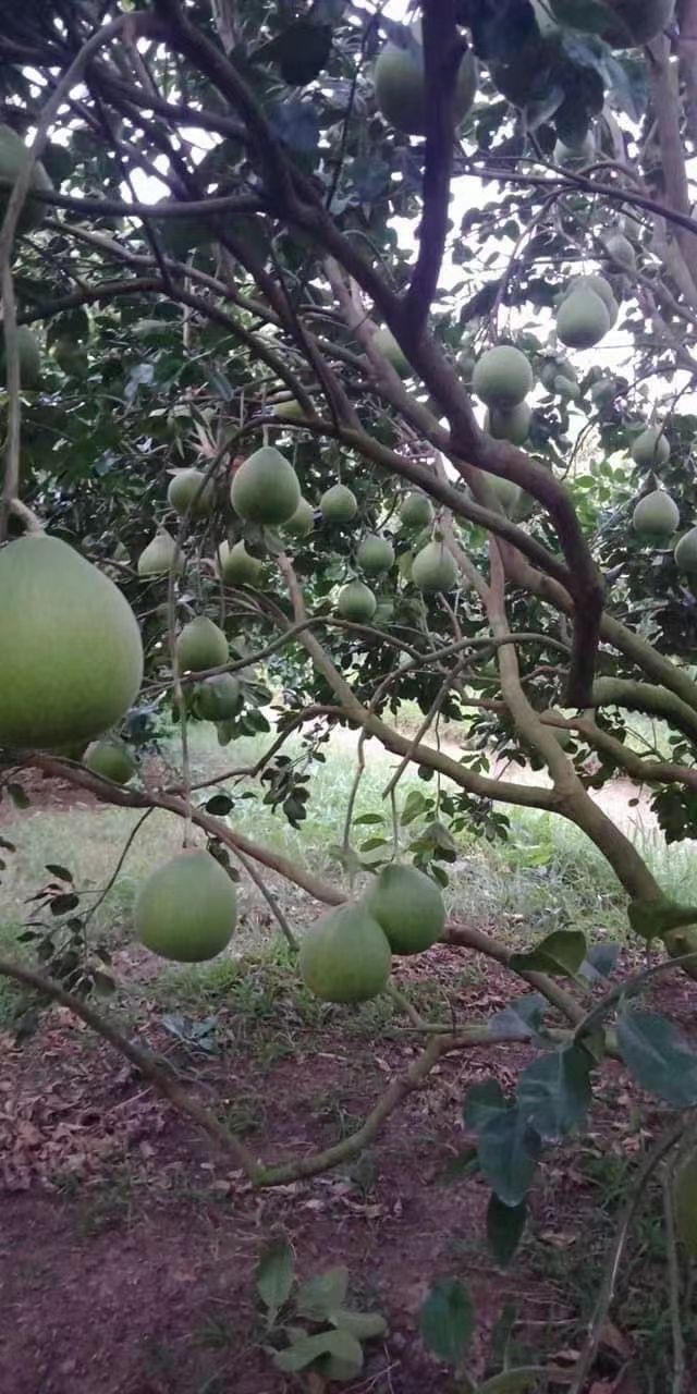 青柚 一级果 