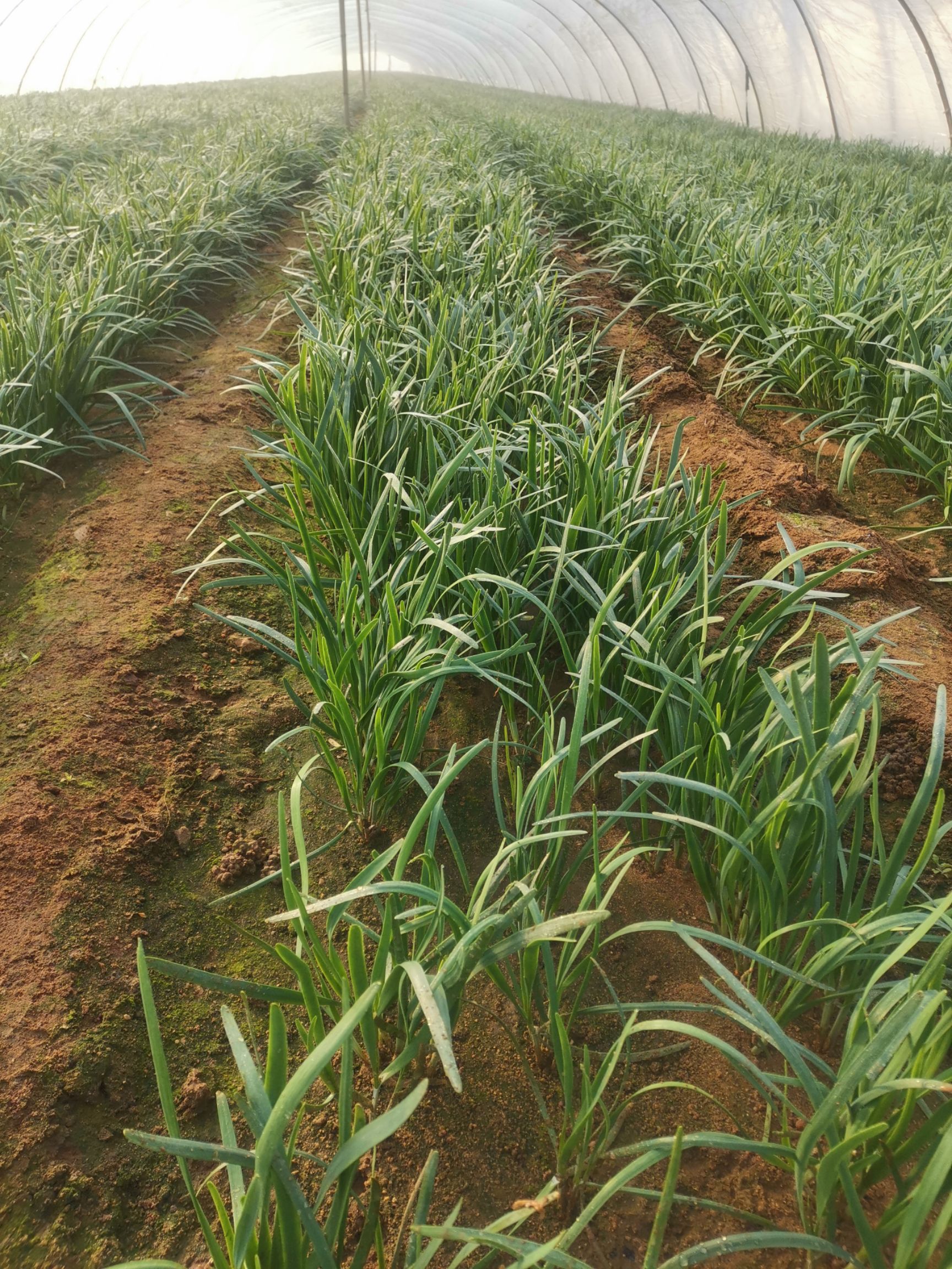 红根韭菜 大棚韭菜上市！