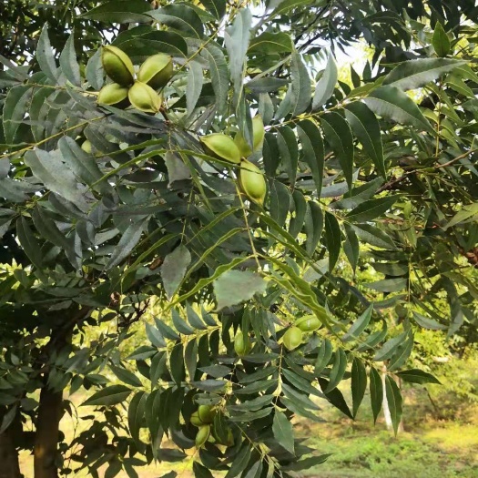 建水县薄皮核桃 美国薄壳山核桃（碧根果），大量批发，价格美丽！