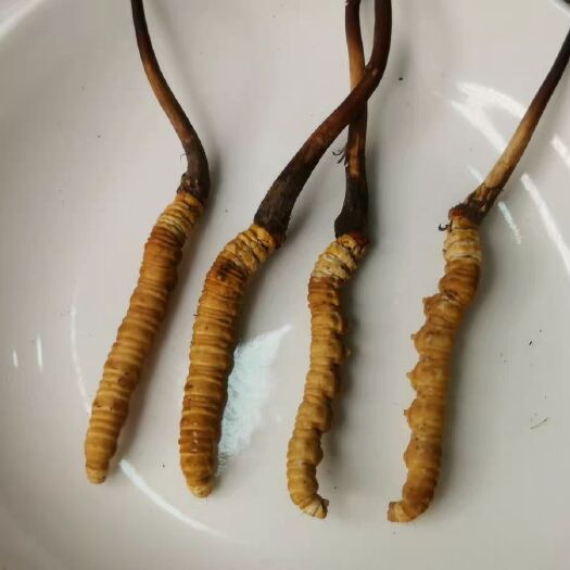 海东冬虫夏草、草、真空包装