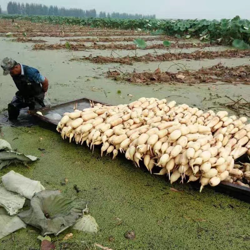 南斯拉夫雪莲藕种  巨无霸9号 水田池塘高产莲藕种苗深浅水粉脆莲藕苗