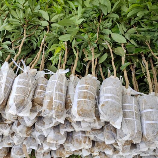 灵山县仙进奉荔枝苗，仙进奉嫁接荔枝苗，基地直供，品种保证，提供种植